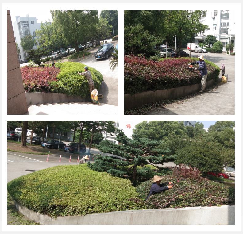 美化绿化，我们在行动      