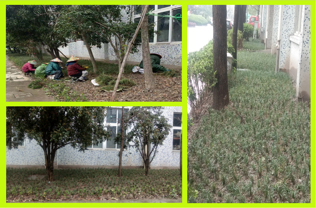莳植绿化，美化坏境